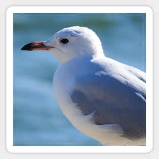 Silver Gull Sticker